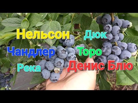 Видео: О сортах голубики в 2025 году