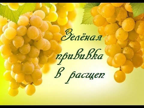 Видео: Зелёная прививка в расщеп