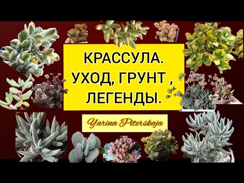 Видео: Крассула. Уход, грунт, легенды .