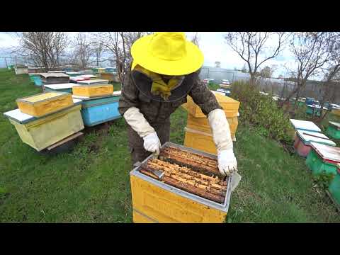 Видео: МАТКОВОДСТВО, РАБОТА НА ПАСЕКЕ С СЕМЬЯМИ СТАРТЁР И ВОСПИТАТЕЛЬНИЦАМИ, КОРМИТЬ ПЧЁЛ ИЛИ НЕТ?