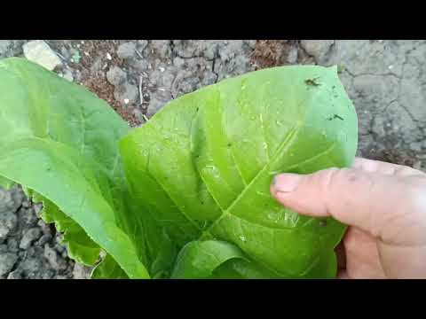 Видео: Табак. Санитарная ломка. 04.06.2025г.