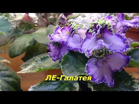 Видео: Уход за фиалками в осенне -зимний период./