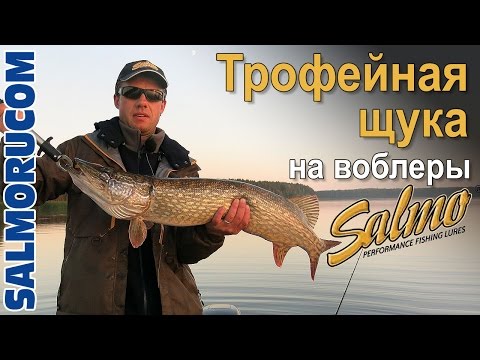 Видео: Ловля трофейной щуки на крупные воблеры Salmo