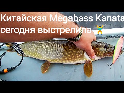 Видео: Клевое утро и море поклевок!Китайская Megabass Kanata и щука 1655 и не только!Strike Pro B-Match Jet