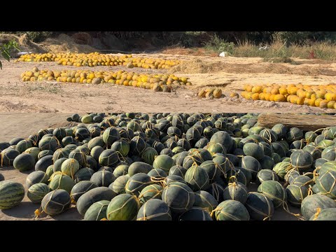 Видео: БЕРУНИЙ КОВУН , ТАРВУЗ МАКОНИ АРЗОН НАРХДА 28.09.2025