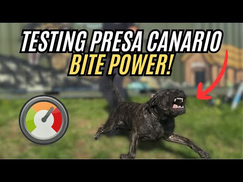 Видео: Измеренная сила укуса Presa Canario (с помощью реальных датчиков)