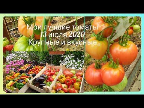 Видео: Мои лучшие томаты 2020  Крупные, вкусные, самые ранние 13 июля Собираю урожай уже ящиками