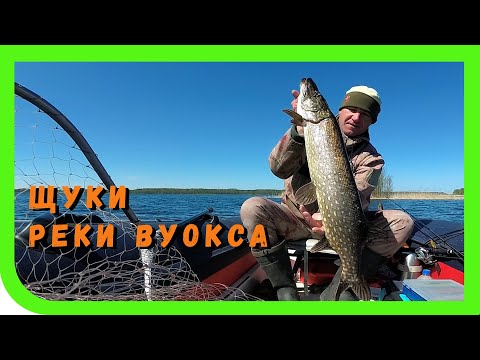 Видео: Ловля щуки на крупный силикон. Река Вуокса