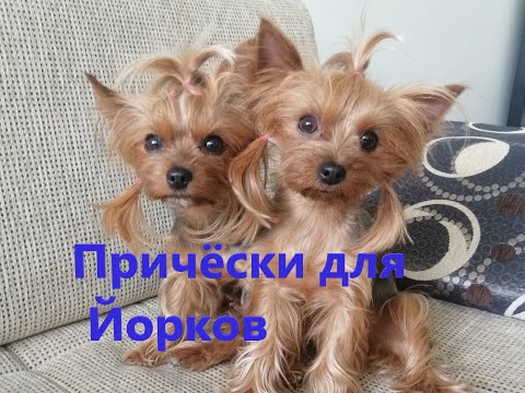Видео: Причёски для Йорков. Резинки для волос.