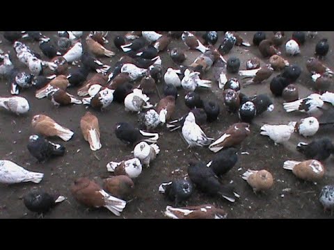 Видео: Продолжение, минус 1 и одну съели