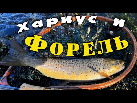 Видео: Форель и Хариус. Рыбалка в Ленинградской области. Май 2024.