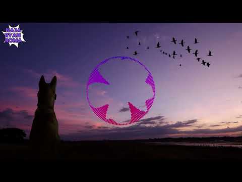 Видео: Видео-пост про бродячих собак и меры предосторожности при столкновении с ними