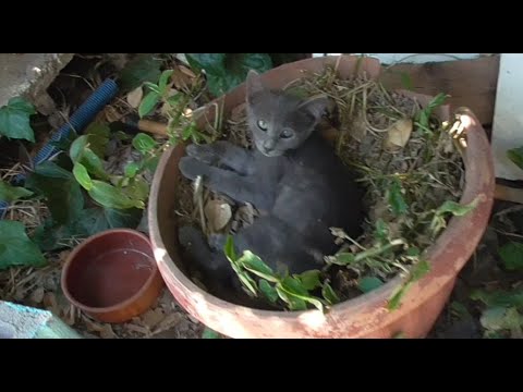 Видео: БЕЗДОМНЫЕ КОШКИ. ТРЕТИЙ РАЗ ИДУ КОРМИТЬ