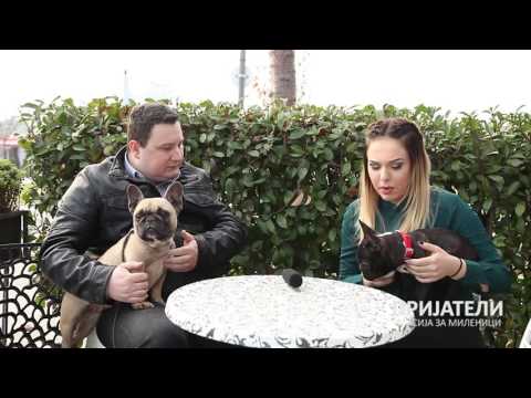 Видео: ПРИЈАТЕЛИ емисија за миленичиња -  Стефан - Француски булдог / Војо - егзотични миленици