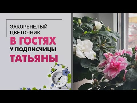 Видео: В гостях у Татьяны | Домашние джунгли | Обзор коллекции растений