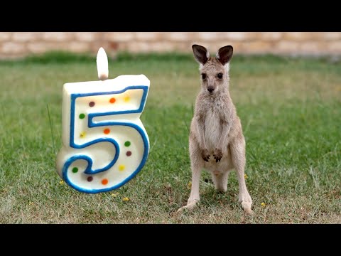 Видео: Пять! лет в Австралии (124)