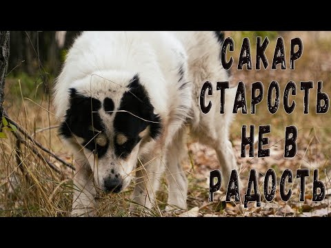 Видео: Новости о Сакаре. Старость не в радость. Как стареют домашние волкодавы.