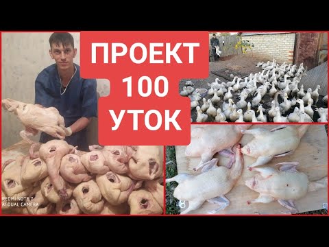 Видео: ЗАБОЙ 100 УТОК, секреты ТОВАРНОЙ ТУШКИ и вес МУЛАРДОВ в 60 дней😳