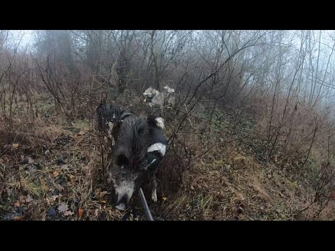 Видео: Интересная встреча с кабаном и прогулка с щенком Алтаем.