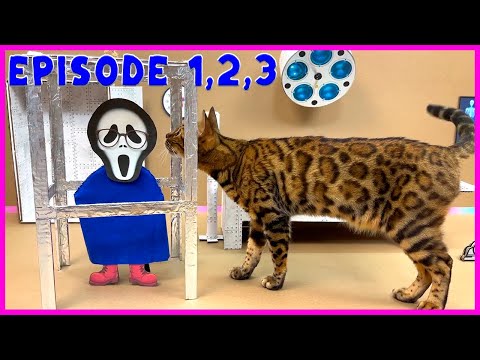 Видео: СЕКРЕТНАЯ РАБОТА ДЛЯ КОШКИ 🐈 (1,2,3 СЕРИИ)