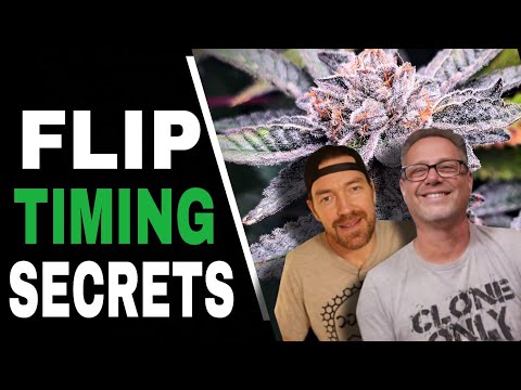 Видео: Когда переходить на цветение? Используйте ЭТИ 3 простых правила