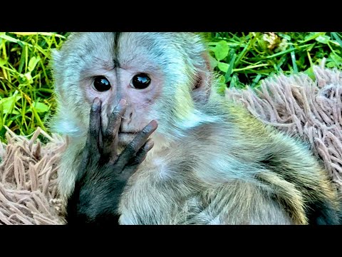 Видео: Посмотрите на Финика, это же мыслитель, а не капуцин, ЖИЗНЬ УДАЛАСЬ)))