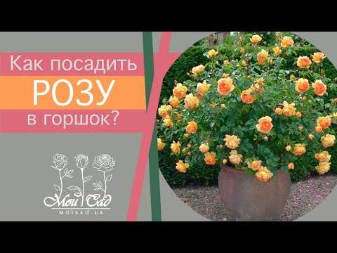 Видео: Как посадить розу в горшок?