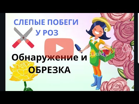 Видео: ВЕСЕННИЕ РАБОТЫ В САДУ.КАК УДАЛИТЬ СЛЕПОЙ ПОБЕГ.СЛЕПЫЕ ПОБЕГИ У РОЗЫ.МОЙ ОПЫТ.VLOG Франция