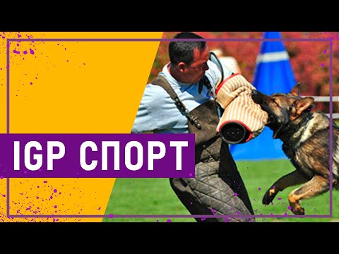 Видео: Вот это спорт! IGP СПОРТ