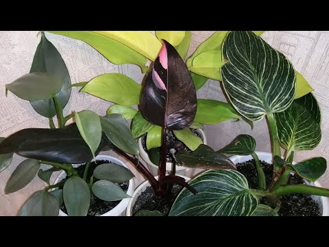 Видео: Мои филодендроны 🤩 часть 1