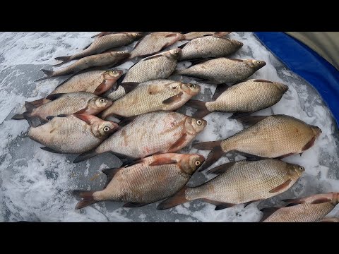 Видео: ВОТ ЭТО ЛОПАТЫ !Крупных лещей на мормышку .Ночная рыбалка.