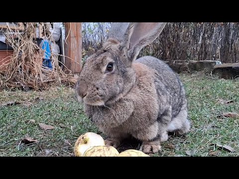 Видео: Будни осенью в селе / взяли в аренду перосъемную машину / начали забой уток.  