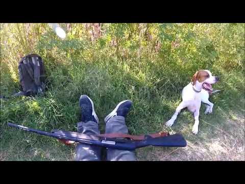 Видео: лов на гривяк / Pigeon Shooting