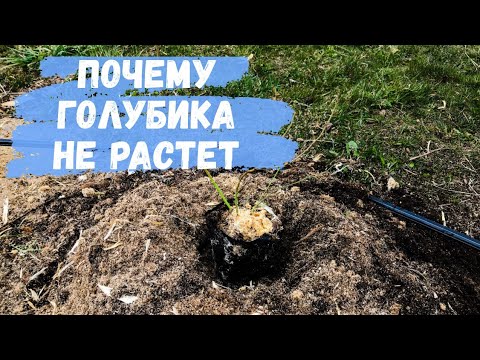 Видео: Голубика не растет