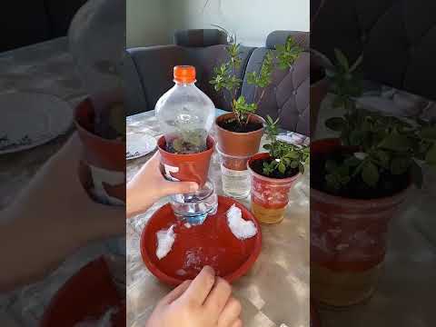 Видео: N°-15. Азалия гулини купайтириш ва тугри парваришлаш...