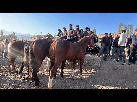 Видео: НООКАТ ТАЙ БАЗАРЫ ӨСПҮРҮМ КУЛУН ТАЙ ӨСПҮРҮМДӨР 12 октябр  2025  Жыл 