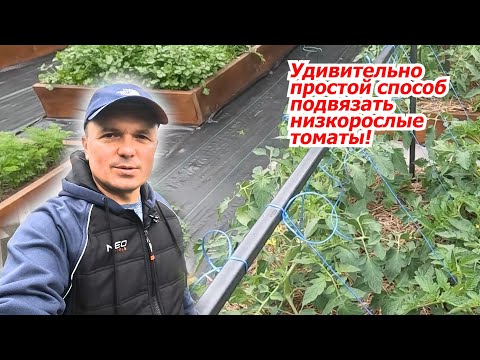 Видео: Просто и быстро- подвязывание низкорослых томатов!