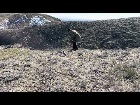 Видео: Охота на кеклика. Шикори кабк