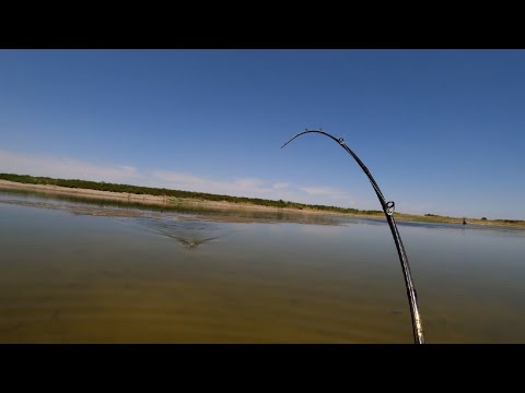 Видео: Змееголов Кыргызстана