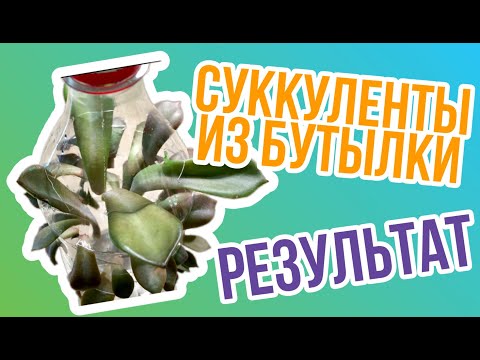 Видео: Листики суккулента в бутылке. Результат