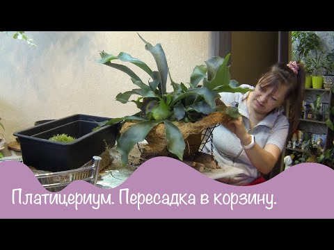 Видео: Цветы дома. Папоротник Платицериум. Посадка в корзину.