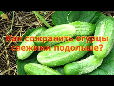 Видео: Как сохранить огурцы свежими подольше.