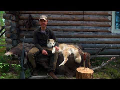 Видео: Сезон медведя 11 . Уходим в закат .