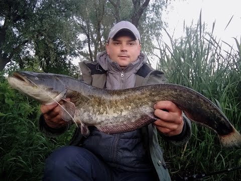 Видео: Рыбалка с ночёвкой! Ловля Сома и карася!