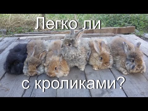 Видео: Легко ли с кроликами?