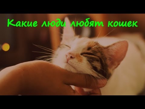 Видео: ПОЧЕМУ ЛЮДИ ЛЮБЯТ КОШЕК  WHY PEOPLE LOVE CATS