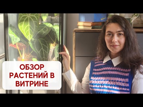 Видео: Мои РАСТЕНИЯ в ВИТРИНЕ спустя МЕСЯЦ