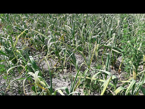 Видео: Не справляетесь с сорняками на чесноке, есть решение! Применение гербицида по чесноку.