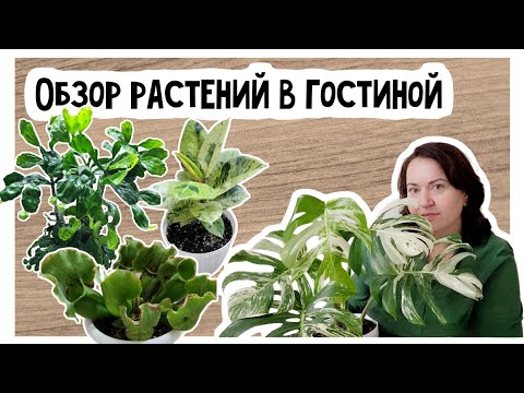 Видео: Обзор коллекции растений в гостиной