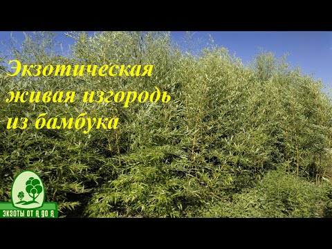 Видео: Моя бамбуковая роща